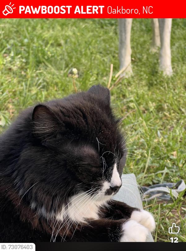 Lost Female Cat last seen N second st, Oakboro, NC 28129