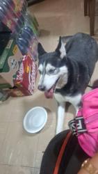 Lost Female Dog last seen San Vicente Chicoloapan de Juárez Centro, Lomas de Chocolín, Chimalhuacán, Chimalhuacán, Méx. 56338