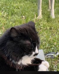 Lost Female Cat last seen N second st, Oakboro, NC 28129