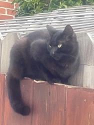 Lost Female Cat last seen Santa Cruz Avenue & San Luis, Richmond, CA 94804
