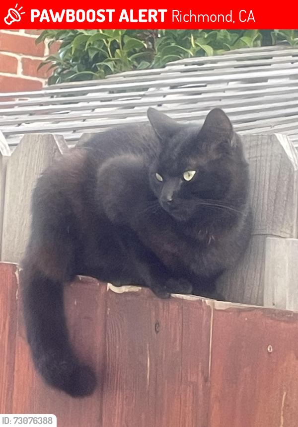 Lost Female Cat last seen Santa Cruz Avenue & San Luis, Richmond, CA 94804