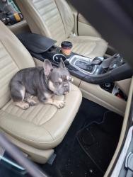 Found/Stray Male Dog last seen Unknow, Whittier, CA 90602