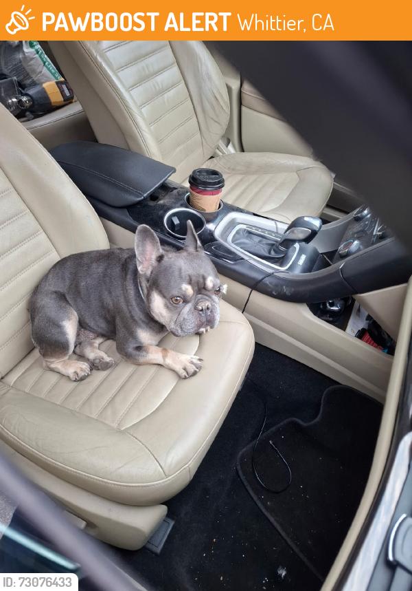 Found/Stray Male Dog last seen Unknow, Whittier, CA 90602