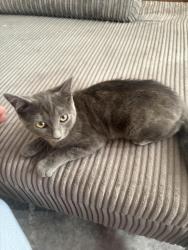 Lost Male Cat last seen Crane park, Greater London, England TW13 5LS