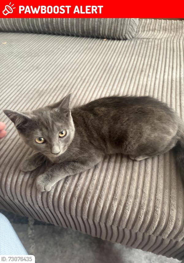 Lost Male Cat last seen Crane park, Greater London, England TW13 5LS