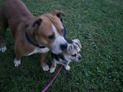 Found/Stray Male Dog last seen Across the street from the golf course, Battle Creek, MI 49015