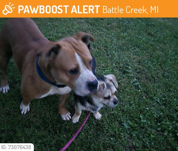 Found/Stray Male Dog last seen Across the street from the golf course, Battle Creek, MI 49015