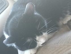Reunited Female Cat last seen Walmart/ WINCO RV, Spokane, WA 99208