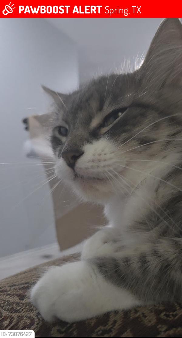 Lost Female Cat last seen AMC Spring 10, Spring, TX 77388