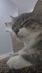 Lost Female Cat last seen AMC Spring 10, Spring, TX 77388