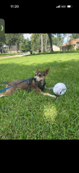 Found/Stray Female Dog last seen Lazy ravine ln, Houston, TX 77073