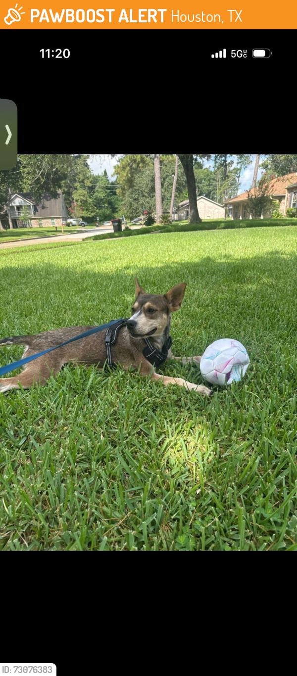 Found/Stray Female Dog last seen Lazy ravine ln, Houston, TX 77073