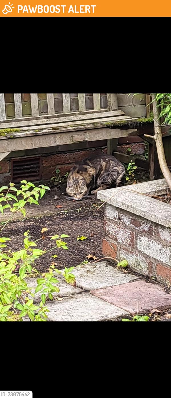 Found/Stray Unknown Cat last seen M24, Middleton, England M24 1LL