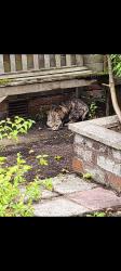 Found/Stray Unknown Cat last seen M24, Middleton, England M24 1LL