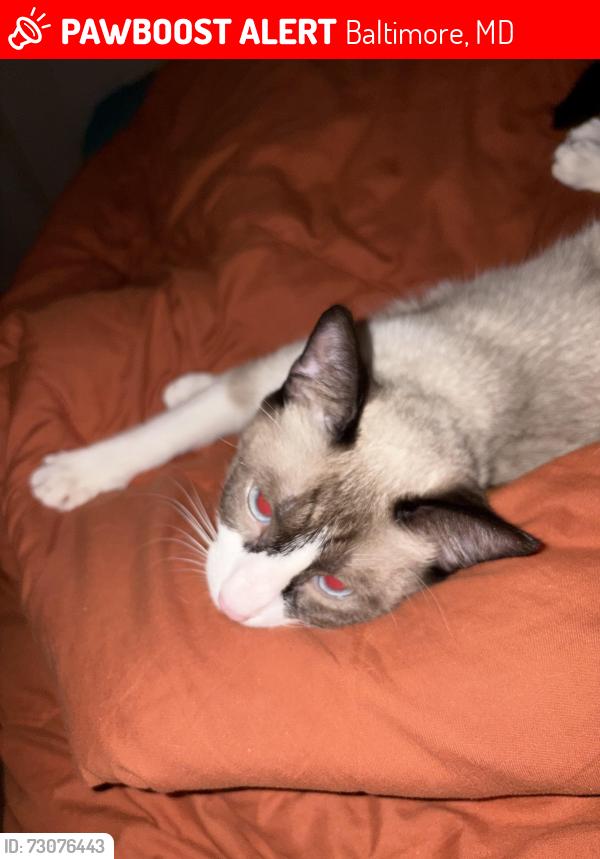 Lost Female Cat last seen Daywalt Ave and Radecke , Baltimore, MD 21206