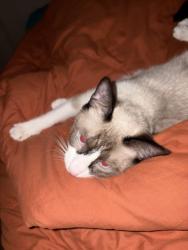 Lost Female Cat last seen Daywalt Ave and Radecke , Baltimore, MD 21206