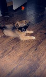 Reunited Male Dog last seen 114th St. and Avenue P, Lubbock, TX 79423