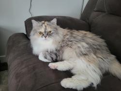 Lost Female Cat last seen Near avenue, McConachie Blvd, Edmonton, AB T5Z 0J1