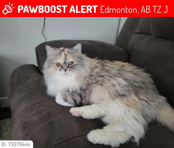 Lost Female Cat last seen Near avenue, McConachie Blvd, Edmonton, AB T5Z 0J1
