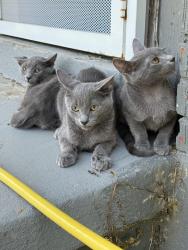 Found/Stray Male Cat last seen Western park, Memphis, TN 38109