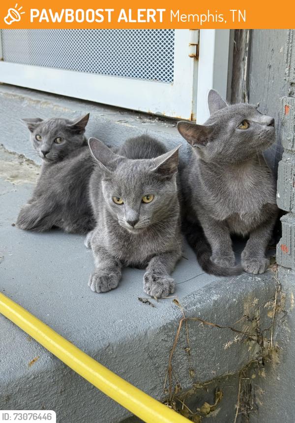 Found/Stray Male Cat last seen Western park, Memphis, TN 38109