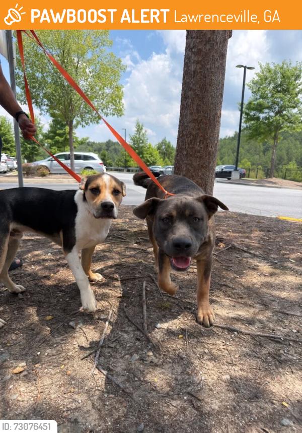 Found/Stray Male Dog last seen Sugarloaf pkwy, Lawrenceville, GA 30043