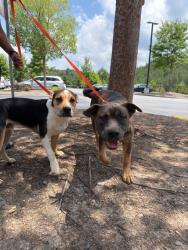 Found/Stray Male Dog last seen Sugarloaf pkwy, Lawrenceville, GA 30043