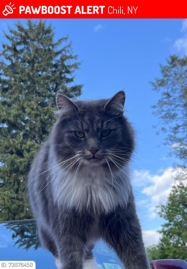 Lost Male Cat last seen Fire station, Chili, NY 14624