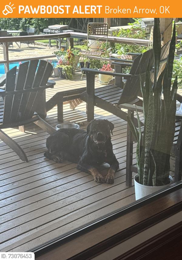 Found/Stray Female Dog last seen County line road, Broken Arrow, OK 74014