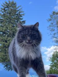 Lost Male Cat last seen Fire station, Chili, NY 14624