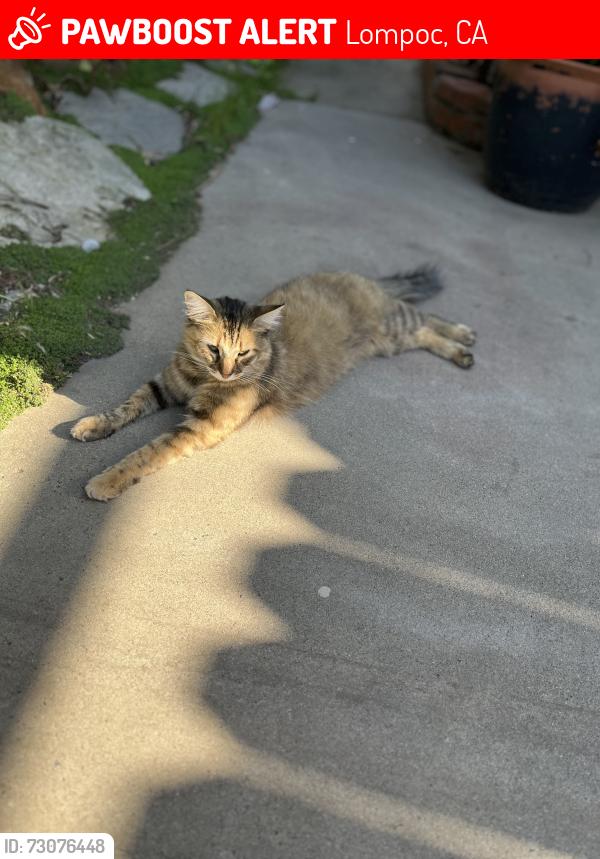 Lost Female Cat last seen Walnut and Chestnut, Lompoc, CA 93436
