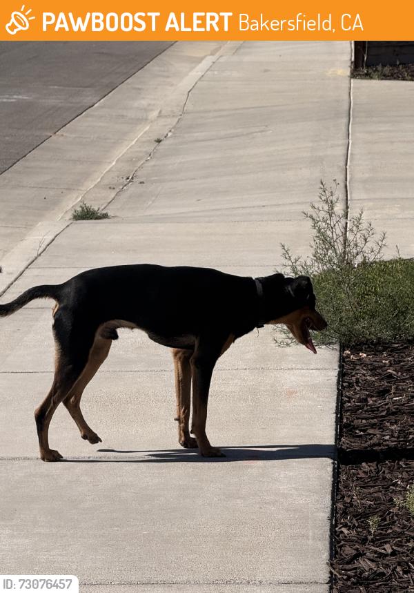 Found/Stray Male Dog last seen Santa fe rd and edgefield st, Bakersfield, CA 93314