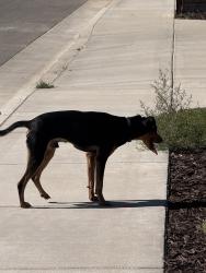 Found/Stray Male Dog last seen Santa fe rd and edgefield st, Bakersfield, CA 93314