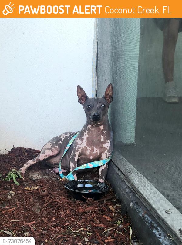 Found/Stray Female Dog last seen NW 48th Ave and Lyons, Coconut Creek, FL 33073