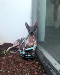Found/Stray Female Dog last seen NW 48th Ave and Lyons, Coconut Creek, FL 33073