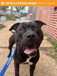 Shelter Stray Male Dog last seen Near Fonthill Ave Balt., MD 21223, 21223, MD, 301 Stockholm St, Baltimore, MD 21230, USA