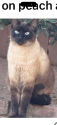 Reunited Male Cat last seen Peach and nees near Buchanan, Clovis, CA 93611