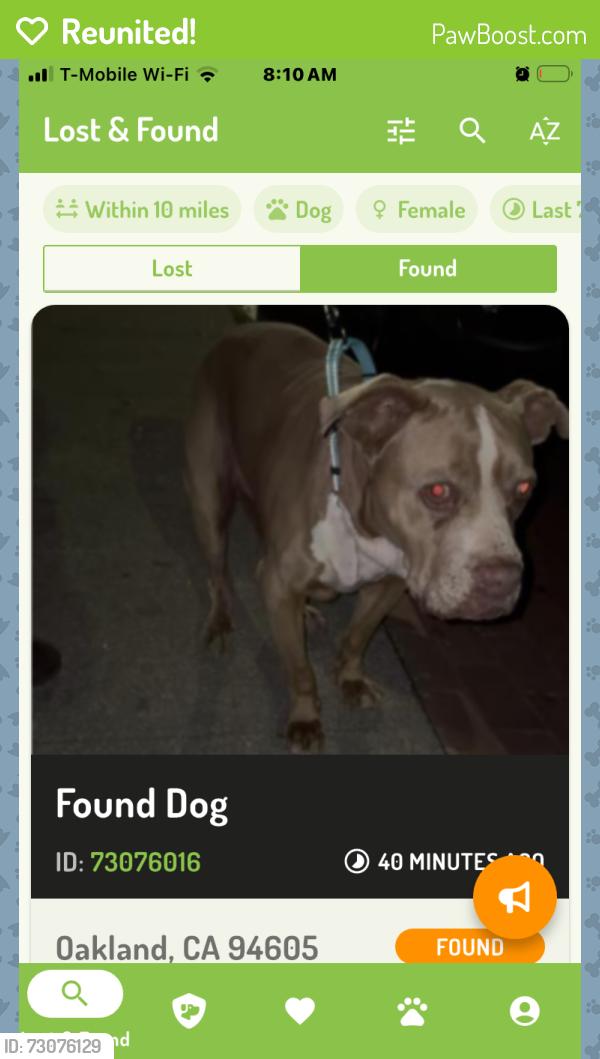 Reunited Female Dog last seen Seminary Ave, Oakland, CA, USA, Oakland, CA 94605