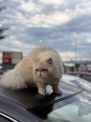 Lost Female Cat last seen Husky football stadium Seattle wa, Seattle, WA 98105