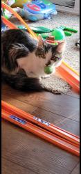 Lost Female Cat last seen 125th Ave and Eudora St, Thornton, CO 80241
