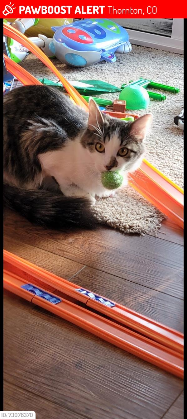 Lost Female Cat last seen 125th Ave and Eudora St, Thornton, CO 80241