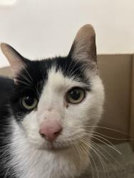 Found/Stray Male Cat last seen Raya Ct, Charlotte, NC 28204
