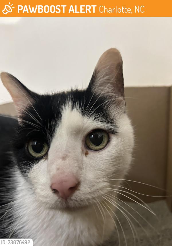 Found/Stray Male Cat last seen Raya Ct, Charlotte, NC 28204