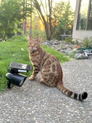Lost Male Cat last seen Near gas station on auburn way s brown shop, Auburn, WA 98092