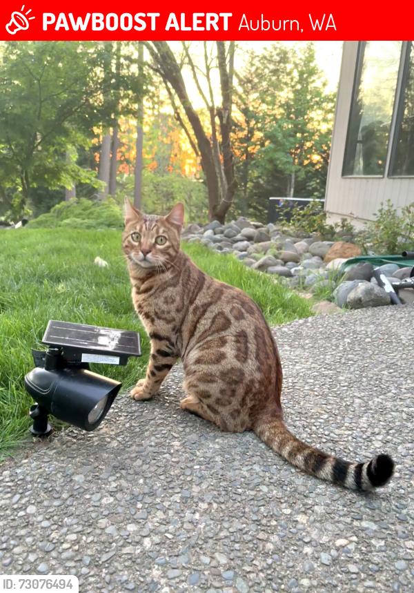 Lost Male Cat last seen Near gas station on auburn way s brown shop, Auburn, WA 98092
