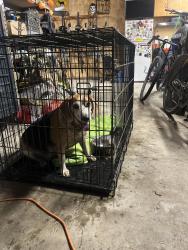 Found/Stray Male Dog last seen Morris and Pershing, Indianapolis, IN 46221