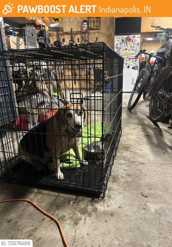 Found/Stray Male Dog last seen Morris and Pershing, Indianapolis, IN 46221