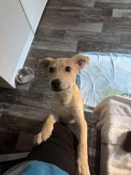 Lost Male Dog last seen Near the humane shelter for animals, Flowing Wells, AZ 85705