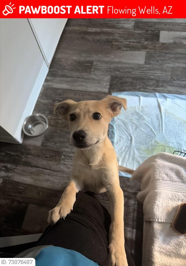 Lost Male Dog last seen Near the humane shelter for animals, Flowing Wells, AZ 85705