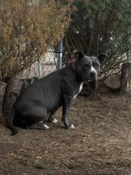 Lost Female Dog last seen Crows Landing, Modesto, CA 95358